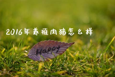 2016年养殖肉猪怎么样_https://wap.kuaijiepai.net_财务咨询_第1张