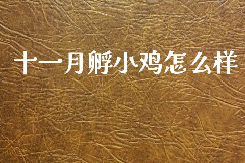 十一月孵小鸡怎么样_金融科技_第1张_金融科技_财务风控_外汇交易_财务咨询 十一月孵小鸡怎么样_https://wap.kuaijiepai.net_金融科技_第1张