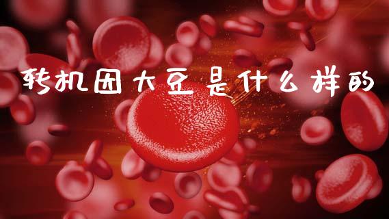 转机因大豆是什么样的_https://wap.kuaijiepai.net_金融科技_第1张